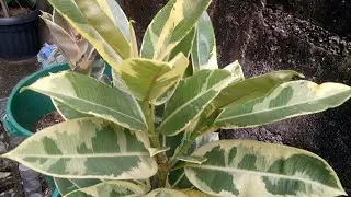 RUBBER TREE VARIETIES | LUCKY PLANTS 2023