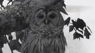 Owl Literally Fucking Dies