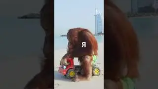 А что бы выбрали вы?