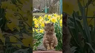 Мурчик наслаждается весной🤗🥰