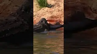 MONSTER NILE Crocodile DRAGS Impala KILL! ONE HOUR 4K SCENE COMING SOON! #shorts