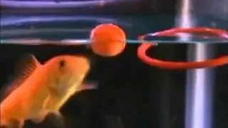 R2 Fish School Complete Fish Training Kit