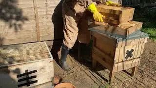 Alfie's bee hive inspection.