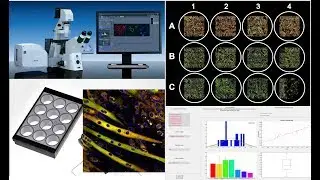 Semi-automated image analysis tool for fluorescence microscopy data from 12-well plates.