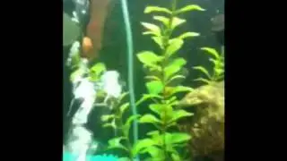 Oscar and friends
