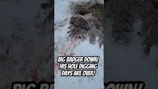 Badger's digging days are OVER! The Hornady 75 grain VMax thumped him! 