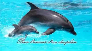 Daphniele -  Pour l'amour d'un dauphin Paroles/Lyrics
