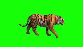Tiger walking green screen video   no copyright  ChromaKuts