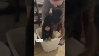 Бонапарт - спинальник, поэтому его попа требует особого ухода! 😘