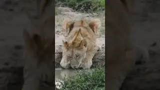 Lion’s quick drink break!... #youtubeshorts #wildlife #viralshorts #subscribemychannel