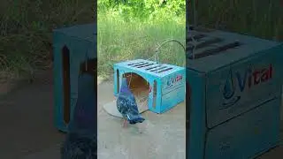 DIY quick bird trap using Vital Box #pigeon #short