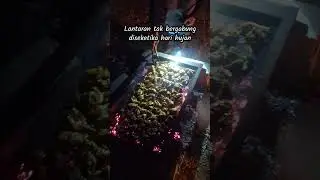 Video orang dewasa #shorts #kalimatpuitis