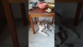собака ест дыню
