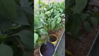 УЕХАЛ ЖИТЬ В ДЕРЕВНЮ / ДИМОН ТАКСИ