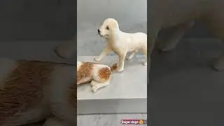Фигурки из сахарной мастики 🤗