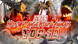 Top 10 Most Dangerous Animals in The World 2016 - Top 10 Most Dangerous Animals Ever