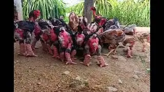Monster Chickens #birds