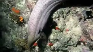 Moray Eel at Cocoa Thila in the Maldives.mp4