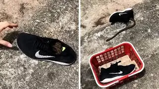 Woman Fins Baby PYTHON In Her Nike Sneakers #shorts