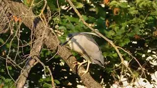 кваква N. nyctycorax