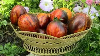About the GARGAMEL tomato varieties