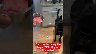 How to start feeding your dog a raw diet! 