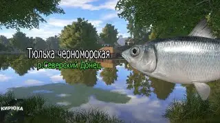 Русская Рыбалка 4 ► Тюлька черноморская - р.Северский Донец