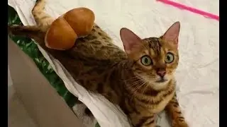CATS will make you LAUGH YOUR HEAD OFF - FUNNY CAT by Angel Bengal