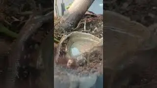 babay Fire skink getting a drink!