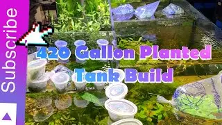 420 gallon freshwater planted tank Part 3 Lets finish up