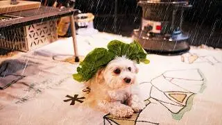 Forest Camping in Rain with My Dog | A Quiet Night | The Sound of Rain ASMR