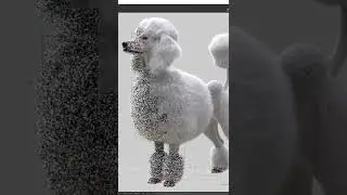 Rendering first image of Poodle using 3dsmax/V-Ray/Ornatrix