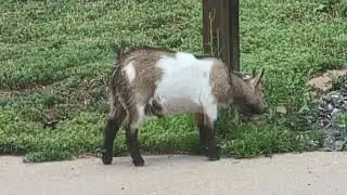 Neighbor's goat being a good goat