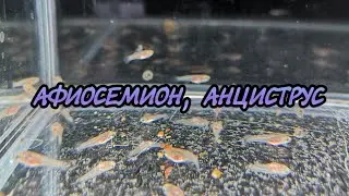 Пересадил малька Килли Фиш. Личинка Анциструса подрастает.
