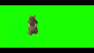 rat green screen video looking hear and there