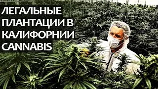 Легальные плантации калифорнии конопли