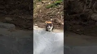 Коты 🐈 смотрящие