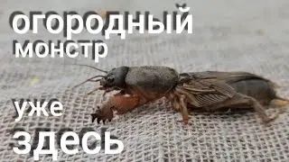 СТРАШНО кричала МЕДВЕДКА , но мы её поймали в доме