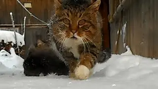 Duel of the cats because of the cats. Watch till the end!
