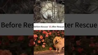 Please don't eat dog meat