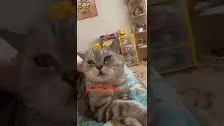 КОТ МУРЧИТ