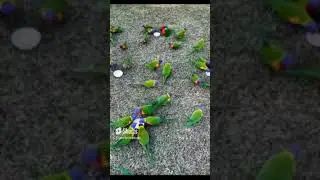 Утренний водопой...
