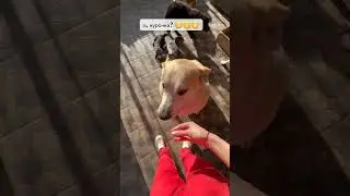 Ты ж