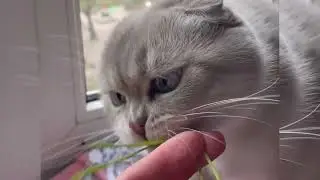 Fluffy Sounds || Animal ASMR