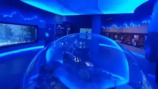 Океанариум в Стамбуле, Турция. Turkey, Istanbul, Oceanarium. Türkiye, İstanbul, Akvaryum.