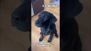 Зайку мы не учили😜#собака #собаки #щенки #юмор #puppy #animals #dogs #labrador #humor #лабрадор