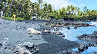Turtles resting at Punaluʻu Beach, Hawaii