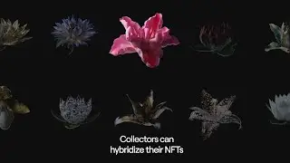 Heterosis NFT breeding mechanics explained