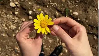 flower background video || free background video