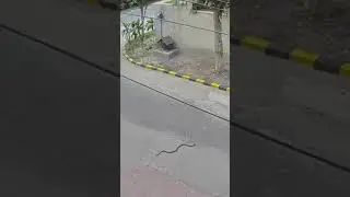 Huge snake captured in camera near homes 😨 #snake #wildlife #nature #trending